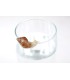 COXIR BLACK SNAIL COLLAGEN EYE CREAM 30ML